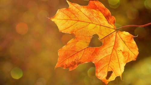 dummy_natur_heart-1776746__320x213_w500px.jpg